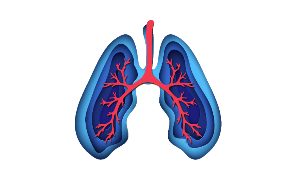 cartoon image of lungs