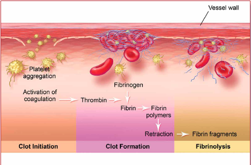 image of the blood clotting coagulation cascade